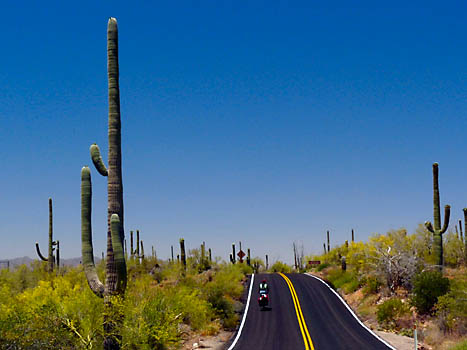 Mezi obmi kaktusy Saguaro