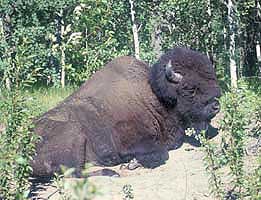 Nrodn park Wood Buffalo, foto: Pecold