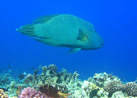 Isla Del Coco, Kostarika, Maori Wrasse