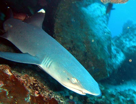 Isla Del Coco, Kostarika, žraločí oko