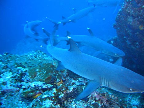 Isla Del Coco, Kostarika, žraloci