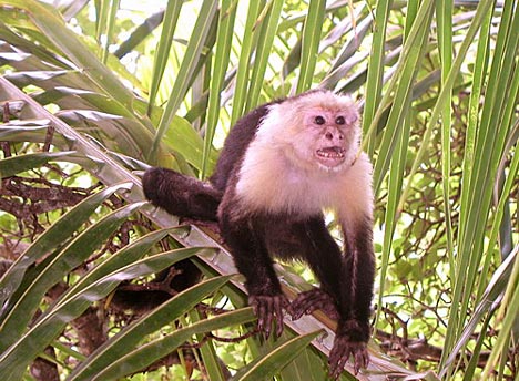 Kostarika, nrodn park Quepos