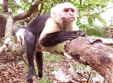 Kostarika, nrodn park Quepos