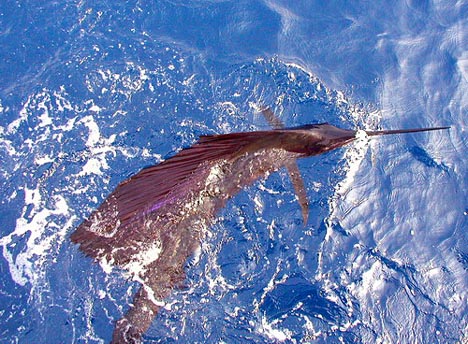 Kostarika, sail fisch