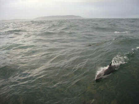 Zdraví nás delfín