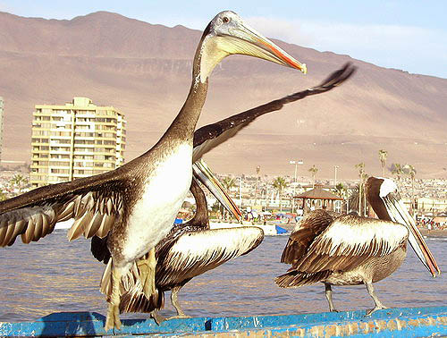Inquique - pelikán