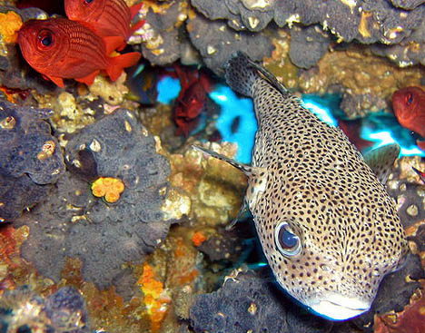 Cow fish