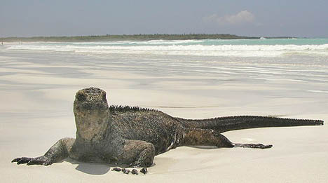 Iguana