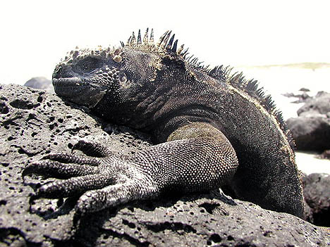 Iguana