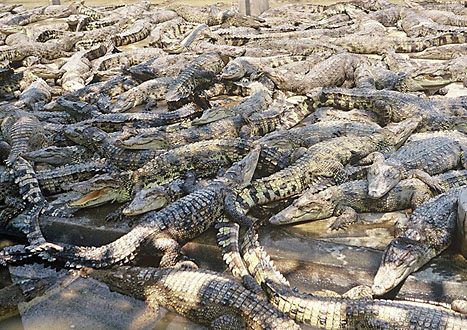 Samutprakan Crocodile Farm