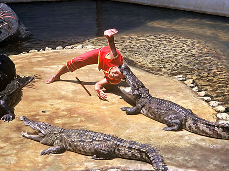 Krokodýlí show