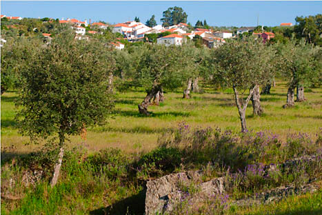 Juncal do Campo