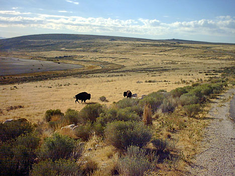 Antelope Island State Park