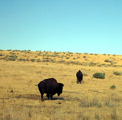 Antelope Island State Park