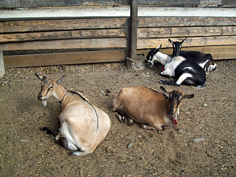 Kozí farma Pescadero