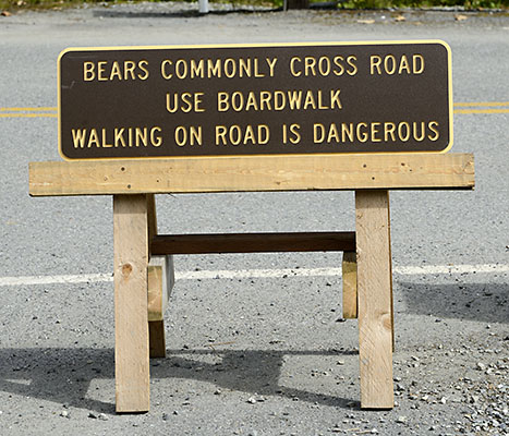 Medvědi, kteří běžně procházejí po silnici, jsou nebezpeční