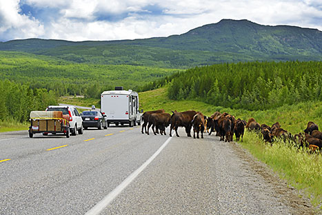Lesn bizoni na Alaska Highway