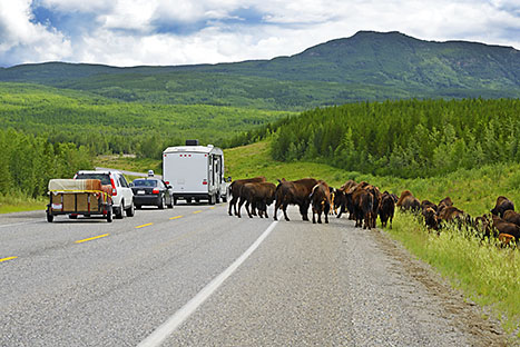 Lesní bizoni na Alaska Highway