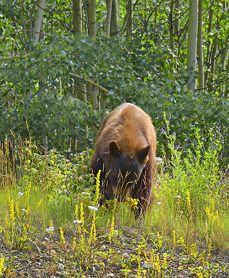 Grizzly na Alaska Highway