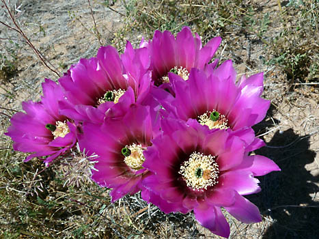 Kvetoucí kaktus.