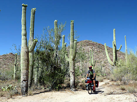 Saguaro