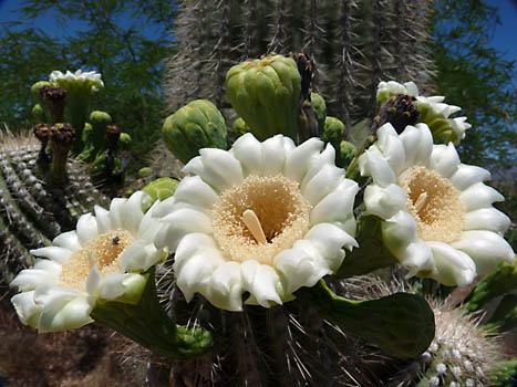 Květ kaktusu Saguaro