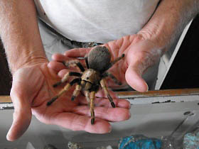 Tarantule