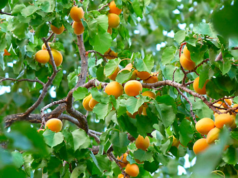 Meruňky v campingu Fruita