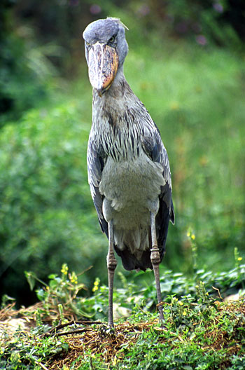 Shoebill