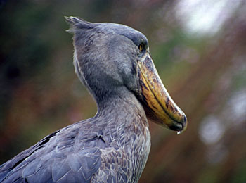 Shoebill