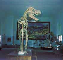 Prehistorická kostra ve Státním ústředním muzeu v Unabátaru