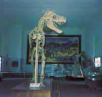 Tarbosaurus v Státním ústředním muzeu