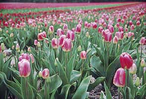 Tulipánová pole v Holandsku