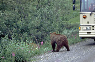 Denali - Aljaka, USA