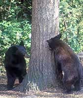 Asi dvouletá medvíďata